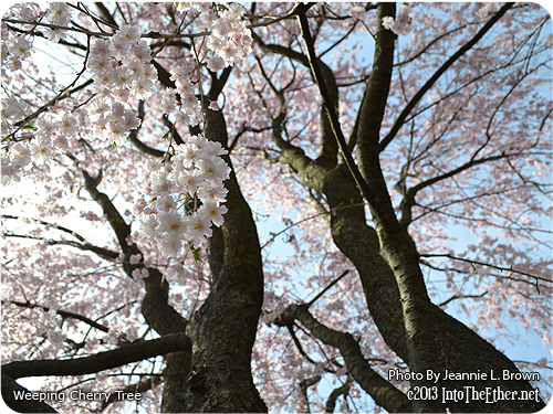 Photography of My Favorite Tree